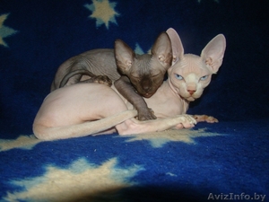 КАНАДСКИЙ СФИНКС,  КОТЯТА