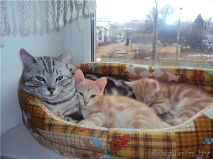 Котята (коты) европейской короткошерстной редкого окраса - Изображение #4, Объявление #608997