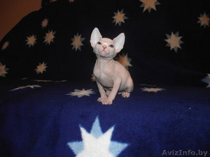 продажа котят канадского сфинкса