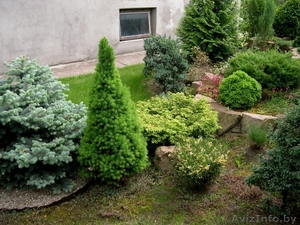 Декоративные саженцы: хвойные и лиственные растения, Брест, «Оазис во дворе» - Изображение #9, Объявление #718901