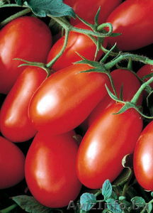 Помидоры грунтовые, помидоры зеленые - Изображение #1, Объявление #729236