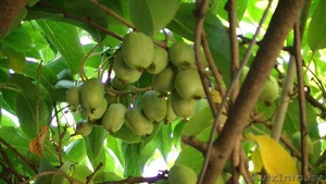 Актинидии крупноплодные гибридные аргута