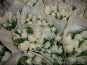 Тюльпаны оптом в Бресте  - Изображение #4, Объявление #849833
