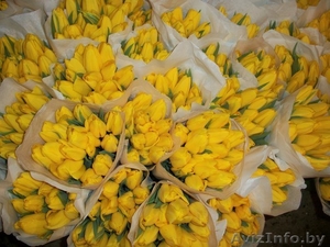 Тюльпаны оптом в Бресте  - Изображение #3, Объявление #849833