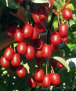 Гуми - лох садовый