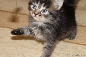 Милый полу персидский котенок в добрые руки!!! - Изображение #2, Объявление #886083