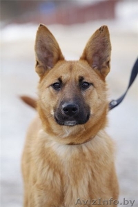 маленькая сладкая конфетка,  милая рыжая лисичка-подросток 