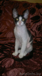 Котёнок донского сфинкса-брашка - Изображение #4, Объявление #940473