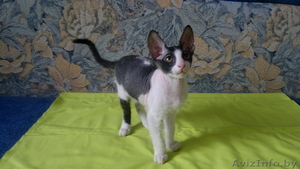 Котёнок донского сфинкса-брашка - Изображение #3, Объявление #940473