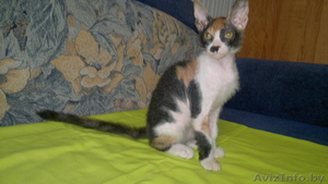 Котёнок донского сфинкса-брашка - Изображение #7, Объявление #940473