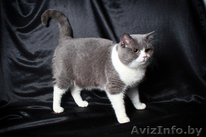 Британский кот,вязка - Изображение #1, Объявление #964733