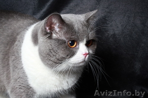 Британский кот,вязка - Изображение #2, Объявление #964733