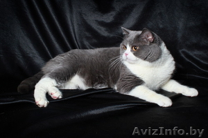 Британский кот,вязка - Изображение #3, Объявление #964733