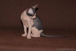 Донской сфинкс ,  девочка 2, 5 мес.  с документами,  привита,  велюр