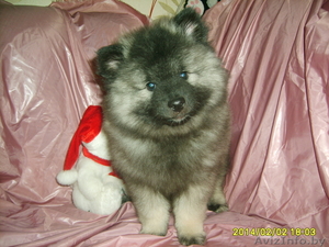 щенки кеесхонда(вольфшпиц)