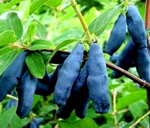 Жимолость садовая,  Ирга канадская