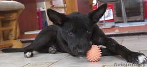 Особенный щенок-метис черного пинчера для человека с добрым сердцем в ДАР - Изображение #1, Объявление #1031150