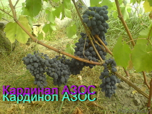 саженцы винограда столового и технари гибриды - Изображение #1, Объявление #1087581