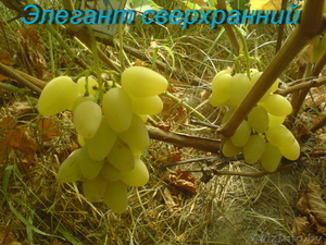 саженцы винограда столового - Изображение #1, Объявление #1087574