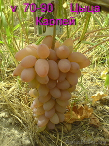 саженцы винограда столового - Изображение #2, Объявление #1087574