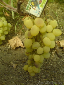 саженцы винограда столового - Изображение #3, Объявление #1087574