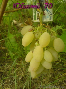 саженцы винограда столового - Изображение #4, Объявление #1087574