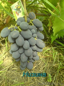 саженцы винограда столового и технари гибриды - Изображение #4, Объявление #1087581
