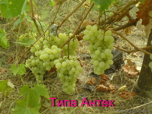 саженцы винограда столового - Изображение #5, Объявление #1087574