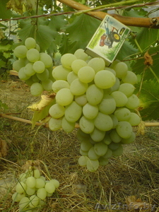 саженцы винограда столового и технари гибриды - Изображение #5, Объявление #1087581