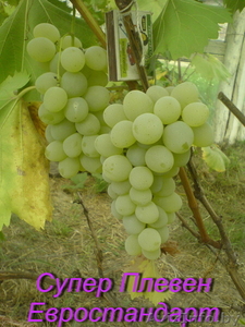 саженцы винограда столового и технари гибриды - Изображение #6, Объявление #1087581