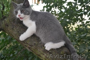 Британские плюшевые котятки - Изображение #2, Объявление #1124109