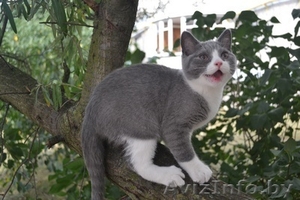 Британские плюшевые котятки - Изображение #3, Объявление #1124109
