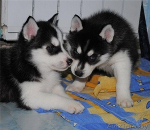  4 Щенки сибирского хаски 