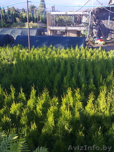 туя  западная смарагд