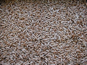 Зерно третикале от 400 кг без доставки  - Изображение #1, Объявление #1248963
