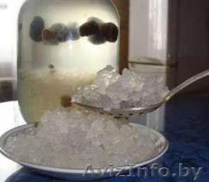 Морской индийский рис #1265874