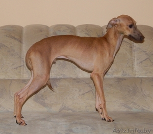 Вязка собак кобель левретки(итальянской борзой)