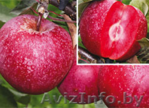  Яблони красномякотные  - Изображение #5, Объявление #1341386