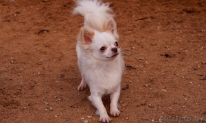  кобель Чихуахуа