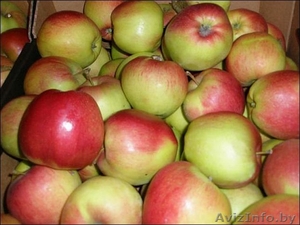 Яблоки оптом