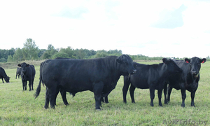 Закупаем Племенные Быки Абердин-Ангусская порода