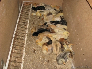 утята, цыплята от домашних кур-несушек - Изображение #2, Объявление #1427351