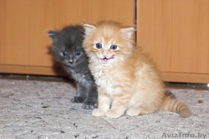Котята Том и Джерри - Изображение #1, Объявление #1471389