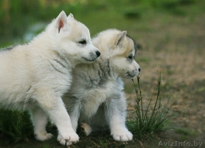 Шикарные щенки Сибирских Хаски - Изображение #8, Объявление #1488905