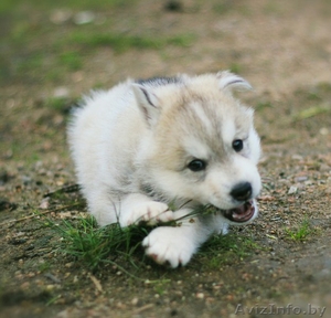 Шикарные щенки Сибирских Хаски - Изображение #9, Объявление #1488905