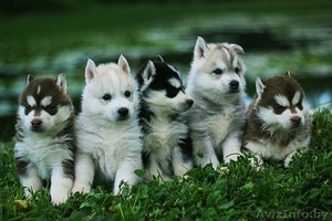 Шикарные щенки Сибирских Хаски - Изображение #11, Объявление #1488905