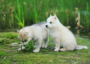 Сибирские Хаски щенки, от питомника - Изображение #1, Объявление #1488906