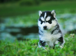 Сибирские Хаски щенки, от питомника - Изображение #2, Объявление #1488906