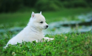 Сибирские Хаски щенки, от питомника - Изображение #3, Объявление #1488906