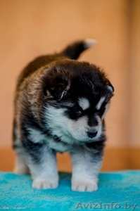 Питомник LEKDEIRI предлогает шикарных щенков хаски.